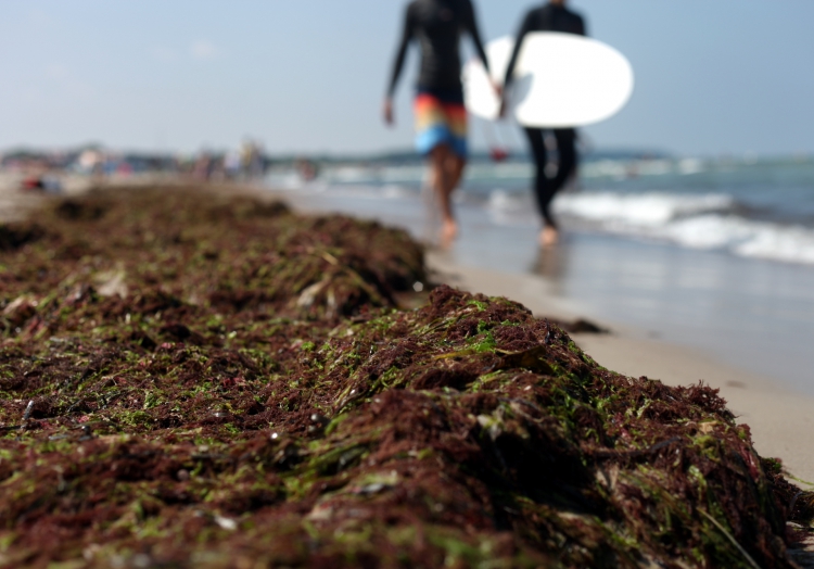 Algen am Strand, über dts Nachrichtenagentur