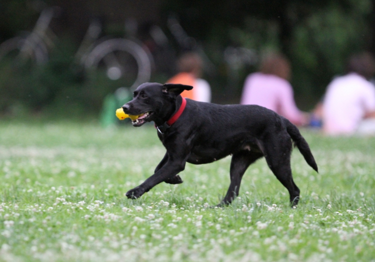 Hund, über dts Nachrichtenagentur