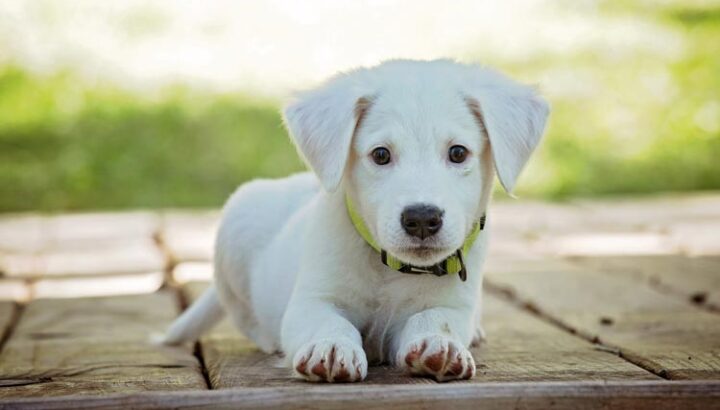 hund