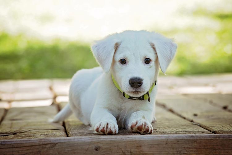 Egal, ob eine Reise kurz oder lang ist, die Hundehaftpflicht sollte als Selbstverständlichkeit frühzeitig abgeschlossen werden.