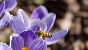 bienen