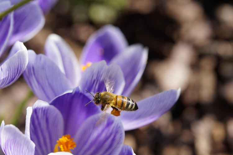 Die Bienen freuen sich schon jetzt auf Krokusse im Frühling.