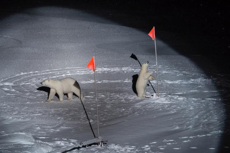 Ein Eisbär und sein Junges erkunden in der Arktis neugierig die Expeditions-Ausrüstung, die das Forscherteam der „Polarstern“ dort aufgebaut hat. Die Aufnahme gewann den ersten Preis in der Kategorie „Umwelt“.