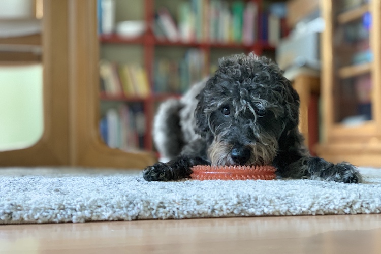 Hunde können jetzt per Mausklick bei der Stadt Oldenburg angemeldet werden.