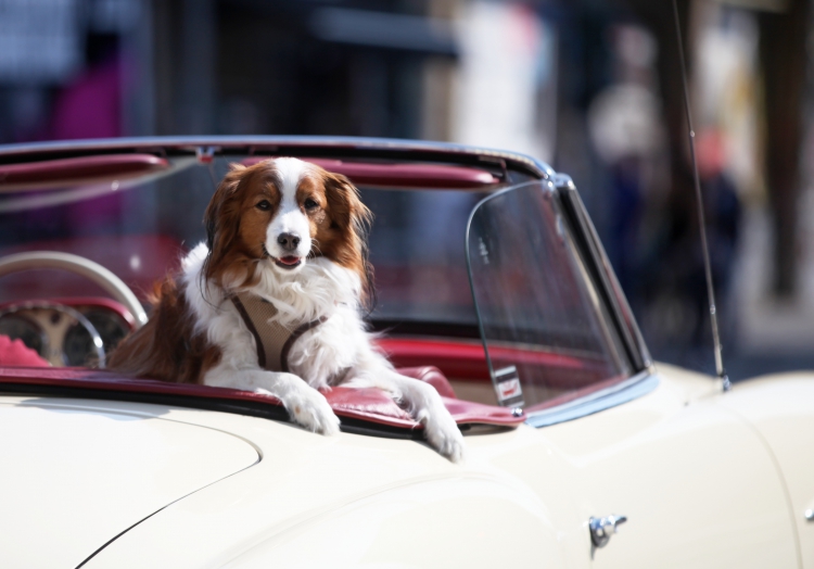 Hund in einem Oldtimer, über dts Nachrichtenagentur