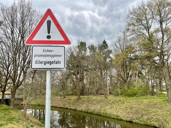 Die Anzahl der Eichenprozessionsspinner hat sich dieses Jahr im Gegensatz zum vergangenen Jahr in Oldenburg vervielfacht.