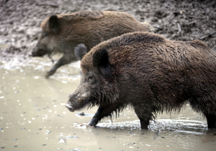 Wildschwein, über dts Nachrichtenagentur