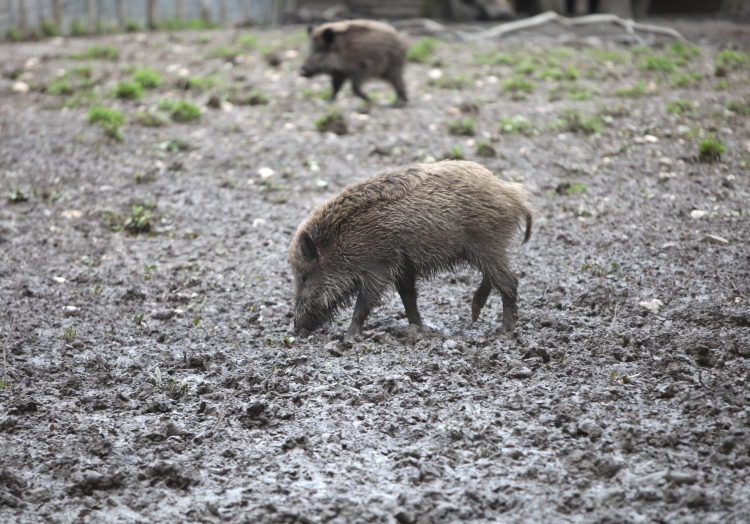Wildschwein, über dts Nachrichtenagentur