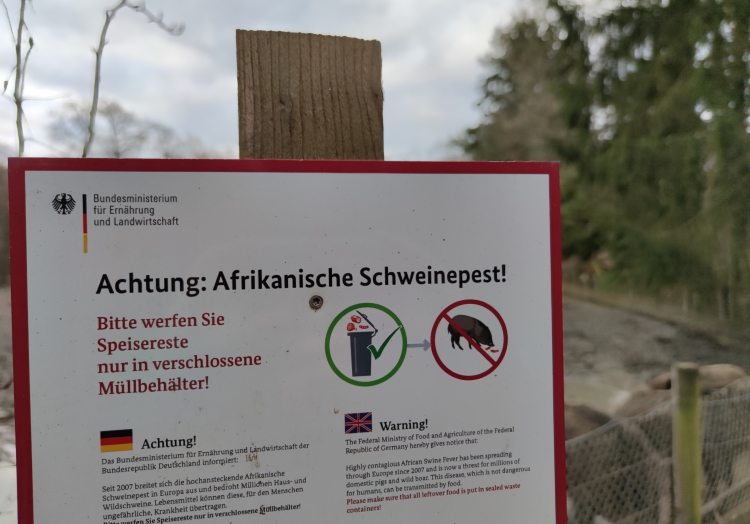 Wildschwein, über dts Nachrichtenagentur