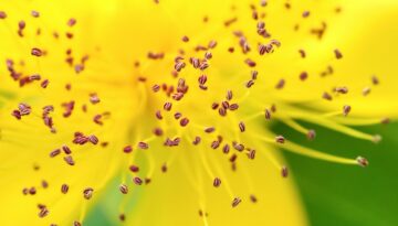 pollen