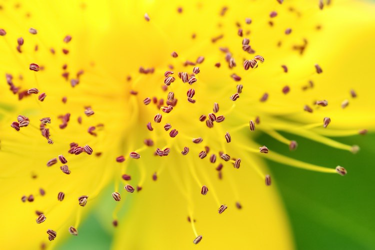 Blütenpollen