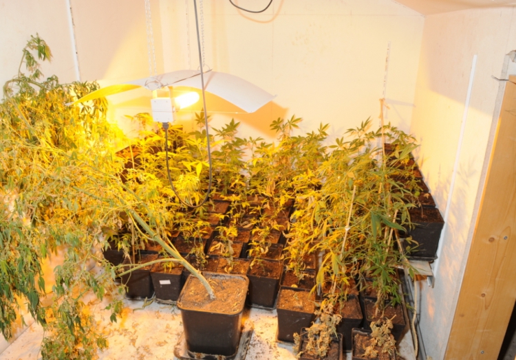 Marihuana-Plantage, Polizei Bielefeld, Text: über dts Nachrichtenagentur
