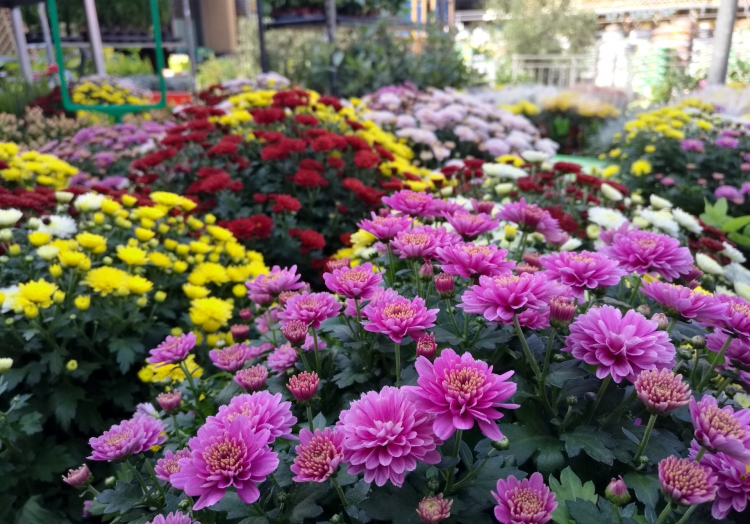 Blumen im Gartenfachgeschäft, über dts Nachrichtenagentur