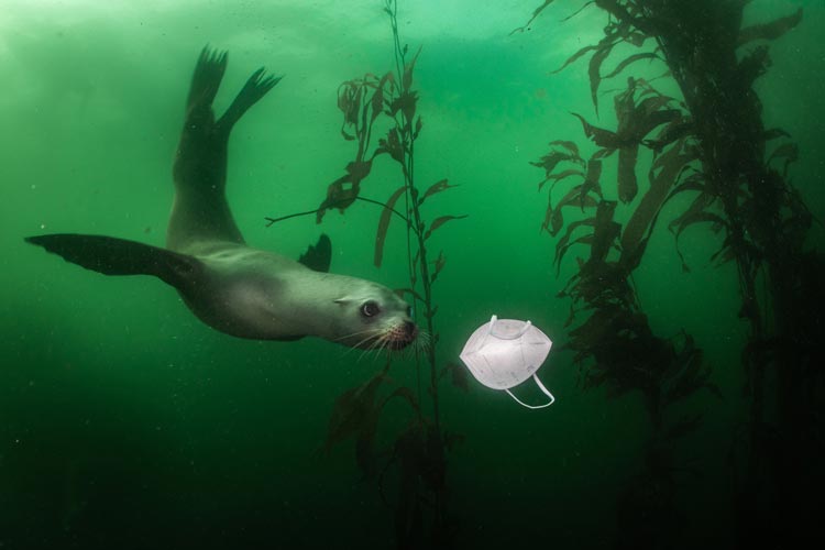 Ein neugieriger kalifornischer Seelöwe schwimmt am Tauchplatz Breakwater in Monterey, Kalifornien, USA, auf eine Gesichtsmaske zu.