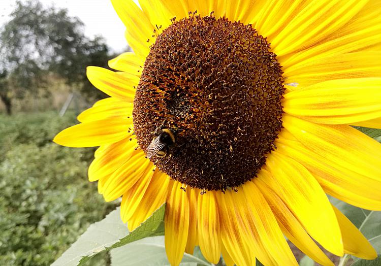 Hummel bestäubt Sonnenblume, über dts Nachrichtenagentur