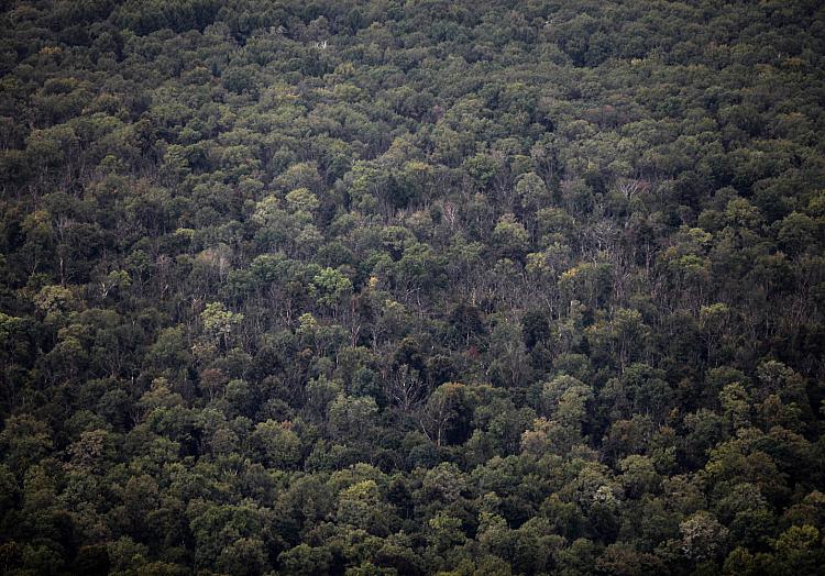 Wald, über dts Nachrichtenagentur