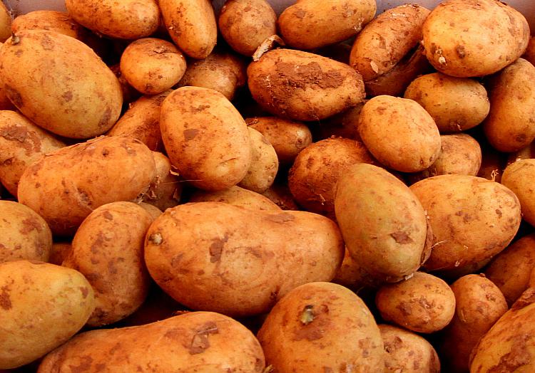 Kartoffeln, über dts Nachrichtenagentur