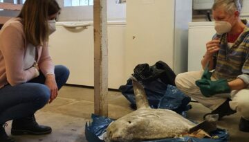 mondfisch2