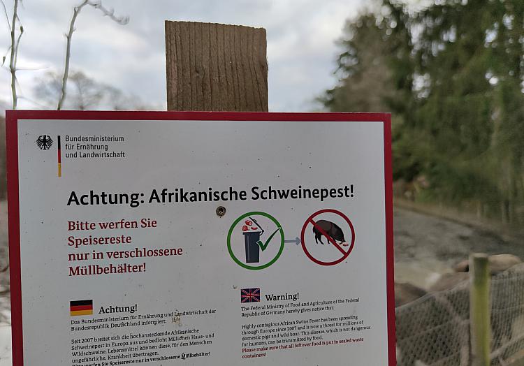 Schweinepest-Warnung, über dts Nachrichtenagentur