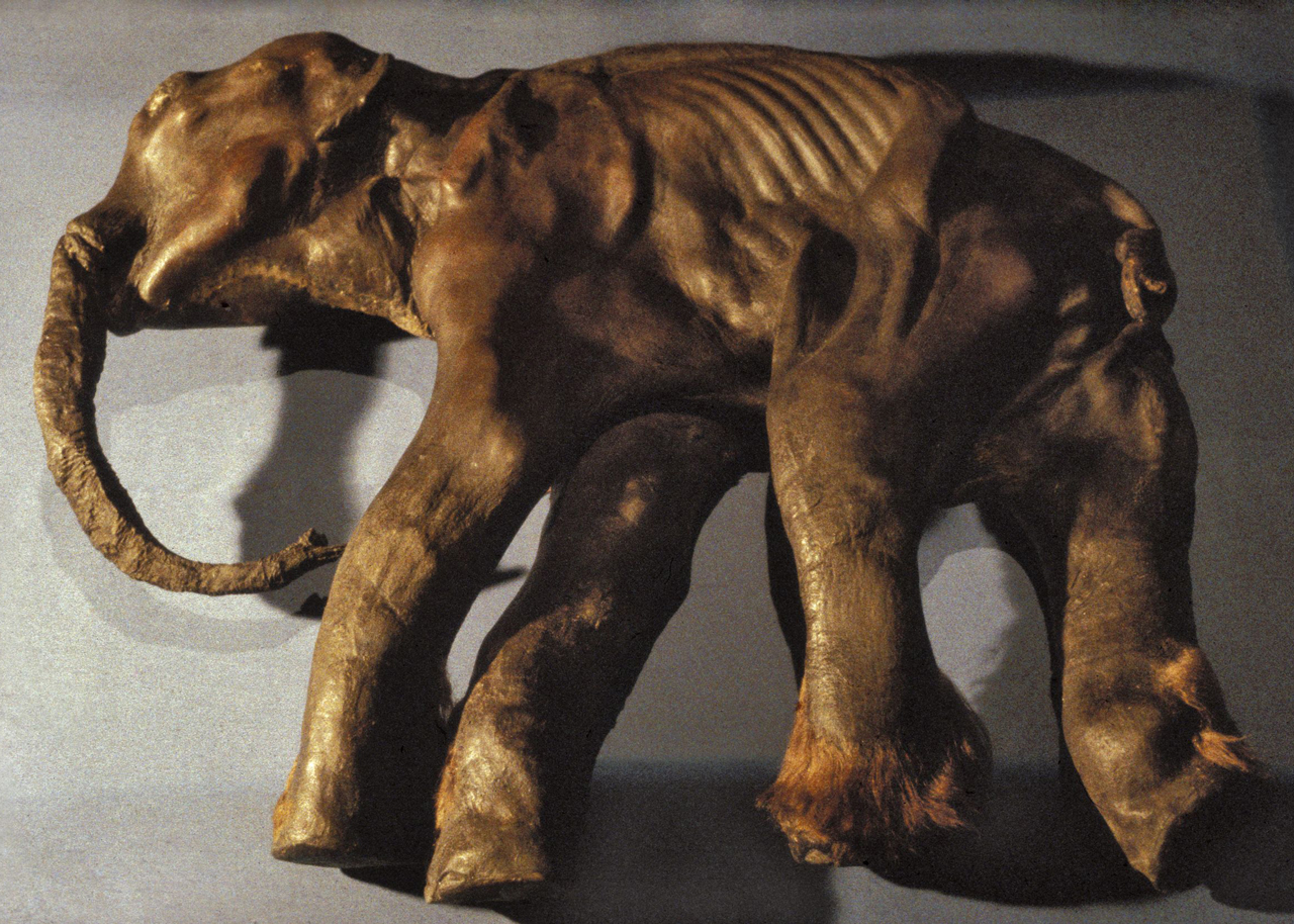 Mammutbaby „Dima“ (Abguss) Originalfund aus Magadan, Sibirien, im Zoologischen Museum der Russischen Akademie der Wissenschaften in St. Petersburg. Pleistozän, ca. 39.000 Jahre © rem.