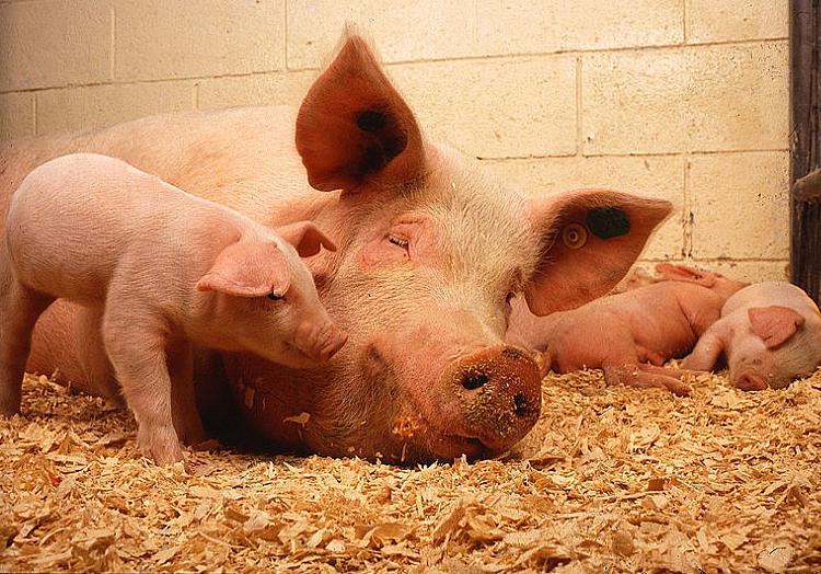 Schweine in Mastbetrieb, über dts Nachrichtenagentur