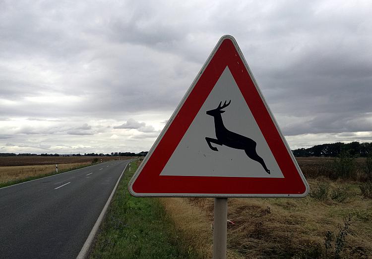 Warnschild vor Wildwechsel, über dts Nachrichtenagentur