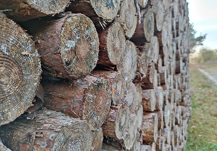 Holzstämme, über dts Nachrichtenagentur