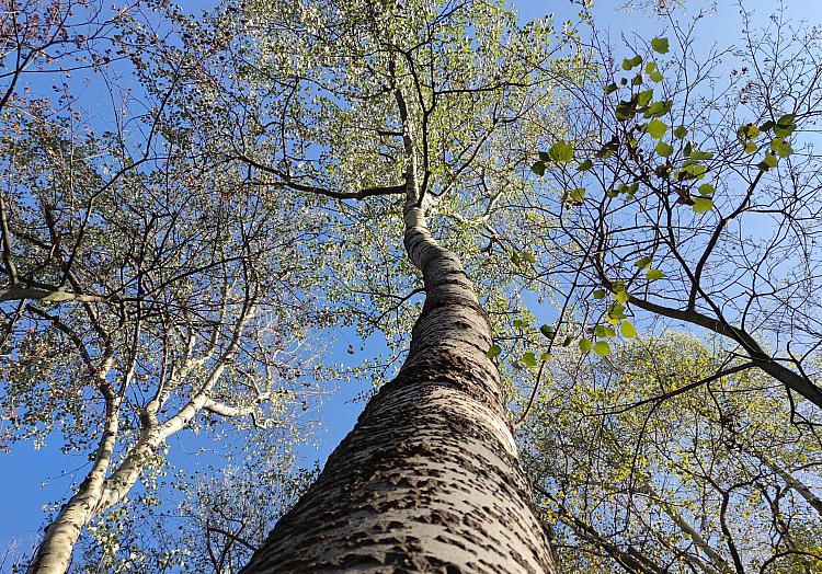 Baum, über dts Nachrichtenagentur