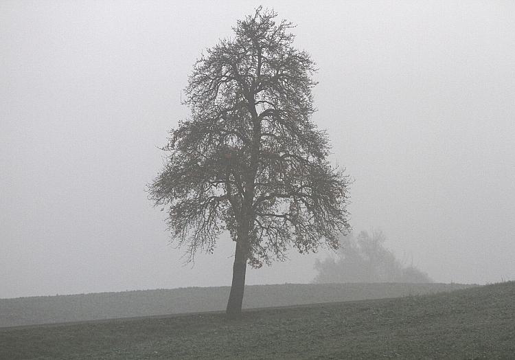 Baum, über dts Nachrichtenagentur
