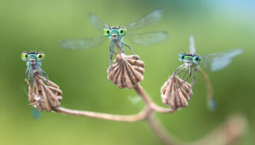 libelle