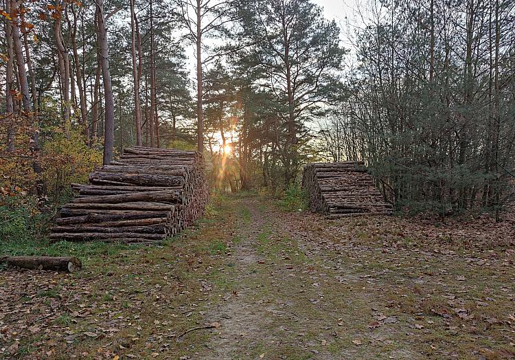 Holzstämme (Archiv), über dts Nachrichtenagentur