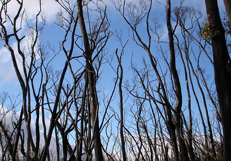 Australischer Busch nach einem Brand (Archiv), über dts Nachrichtenagentur