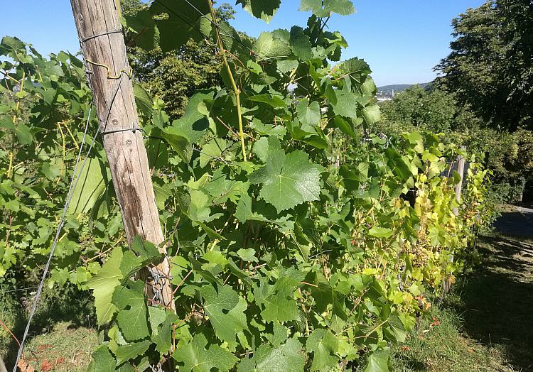Weinstock (Archiv), über dts Nachrichtenagentur