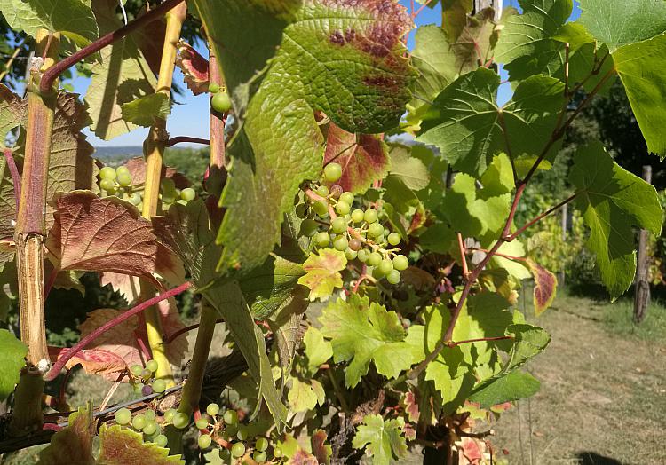 Weinstock (Archiv), über dts Nachrichtenagentur