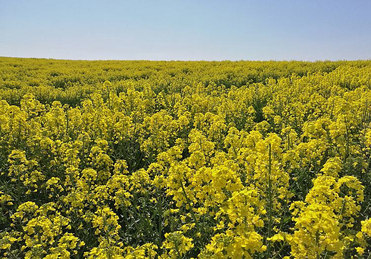 Rapsfeld (Archiv), über dts Nachrichtenagentur