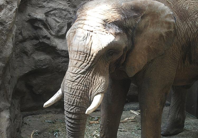 Elefant (Archiv), via dts Nachrichtenagentur
