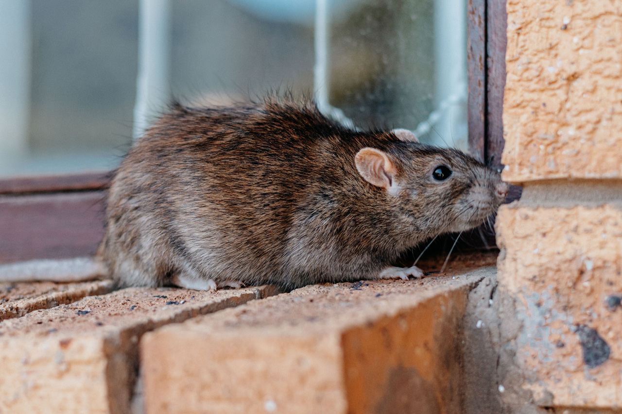 Oft gelangen sie durch Kellerfenster in Wohngebäude: Wanderratten.