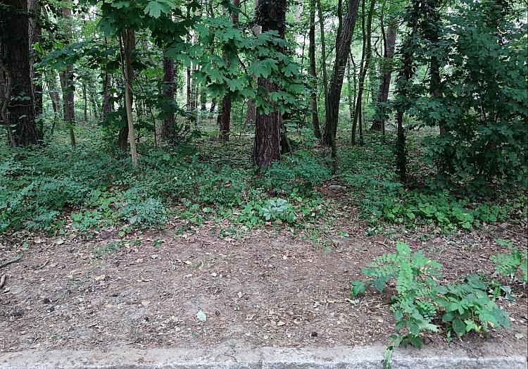 Ein Waldrand, via dts Nachrichtenagentur