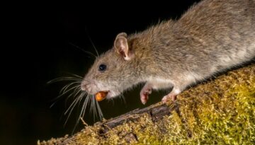 ratte