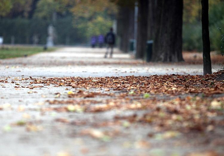 Herbstblätter in einem Park (Archiv), via dts Nachrichtenagentur