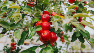 apfelbaum