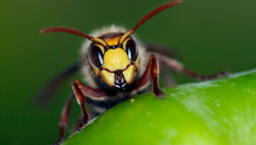Oldenburgs Hautflügler-Beratungsnetz feiert 20 Jahre Artenschutz: Ehrenamtliches Team berät kostenlos zu Bienen, Wespen und Co.