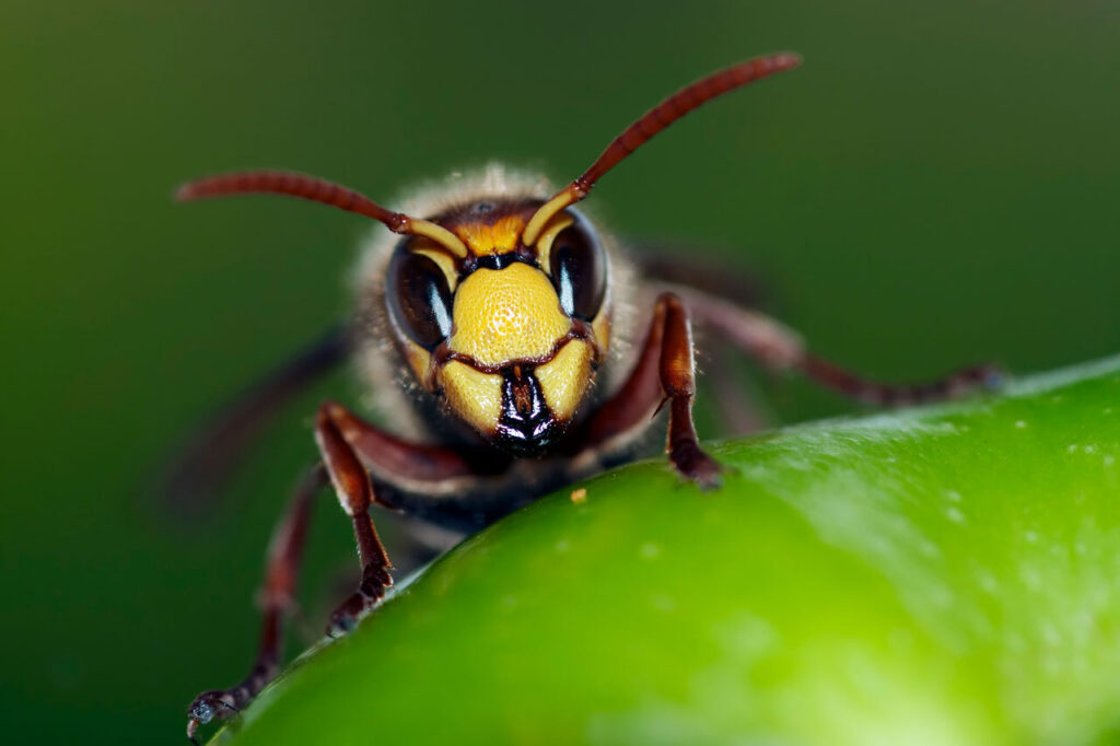 Ehrenamtlicher Insektenschutz in Oldenburg
