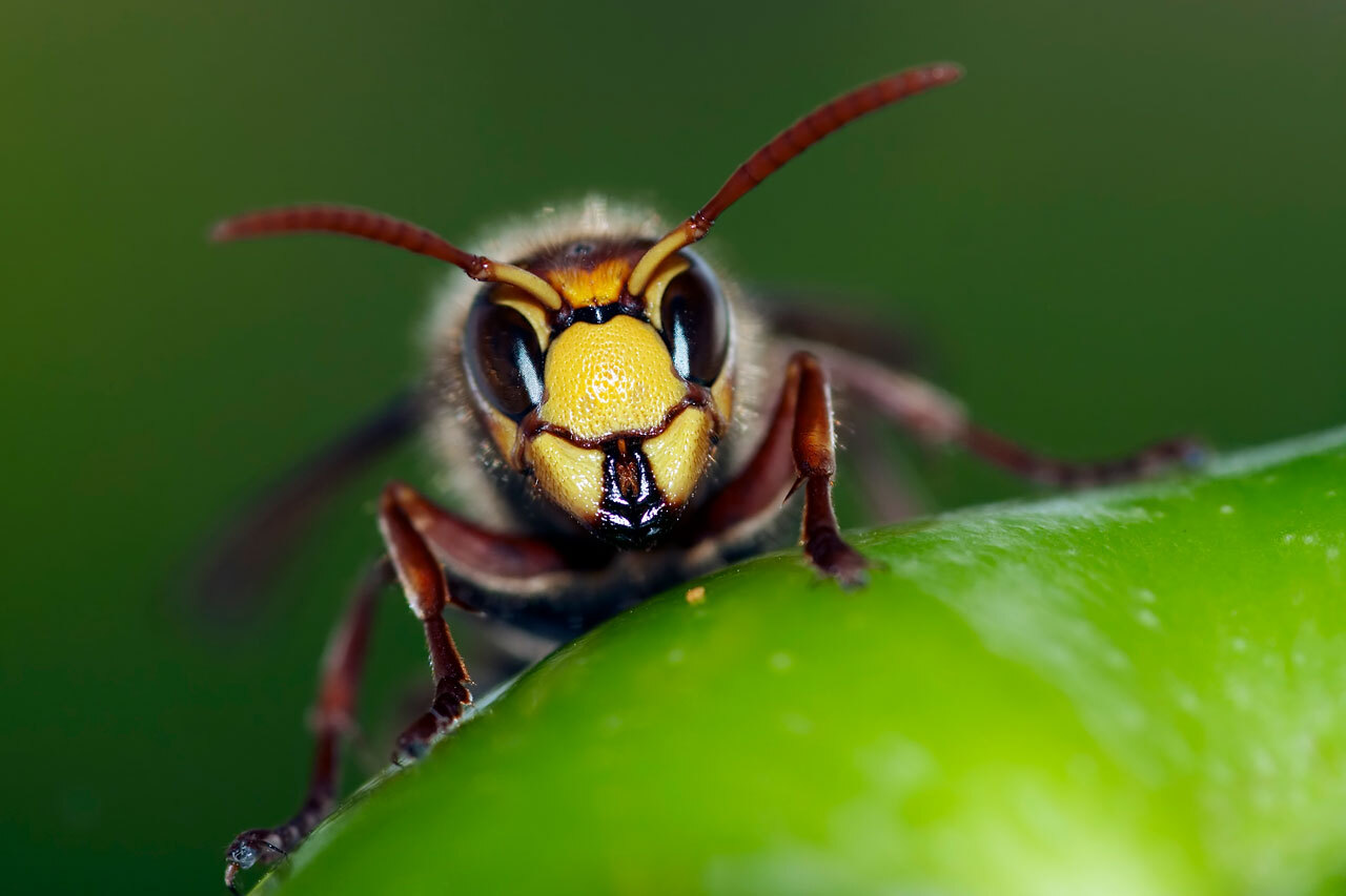 Oldenburgs Hautflügler-Beratungsnetz feiert 20 Jahre Artenschutz: Ehrenamtliches Team berät kostenlos zu Bienen, Wespen und Co.