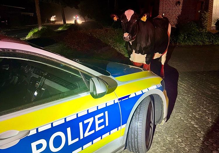  Polizeiinspektion Stade via dts Nachrichtenagentur
