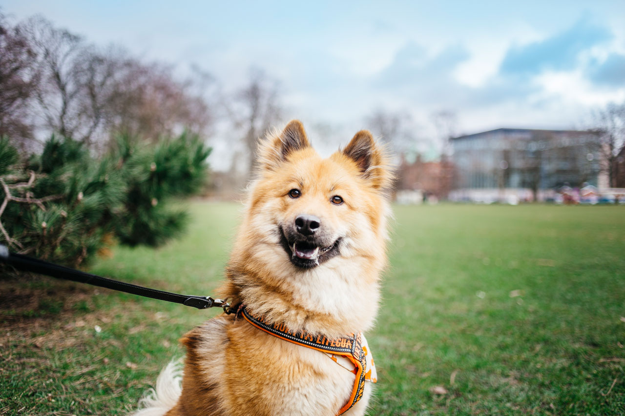 Eine Hundekrankenversicherung wird für viele Hundebesitzer zu einer sinnvollen Möglichkeit.