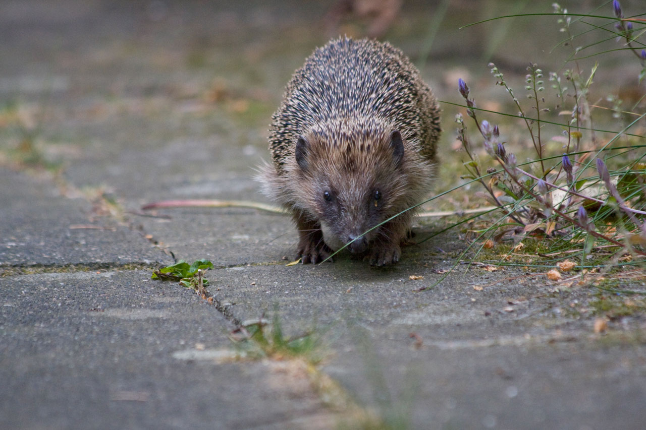 Immer mehr Igel sterben durch Mähroboter.