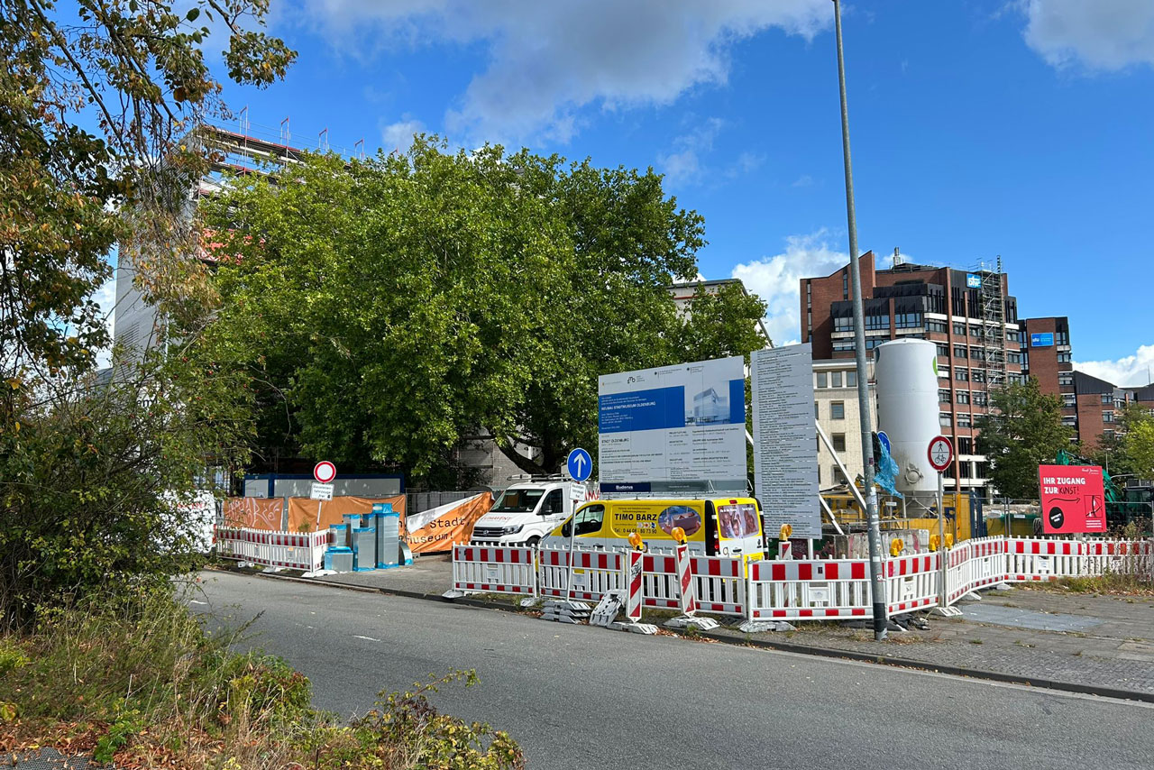 Die Platanen vor dem neuen Stadtmuseum prägen das Stadtbild. Jetzt sollen sie weichen.