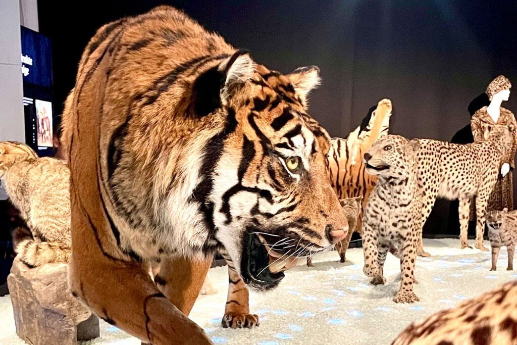 Landesmuseum Natur und Mensch: Säbelzahnkatzen bleiben am Damm