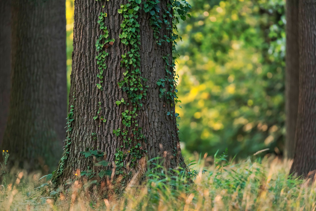 In Oldenburg kommt es zum Bürgerentscheid zur Baumschutzsatzung.